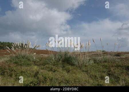 Wildes Pampas Gras (Cortaderia selloana) mit EINEM dramatischen wolkigen blauen Himmel Hintergrund auf der Insel Tresco in den Inseln von Scilly, England, Großbritannien Stockfoto