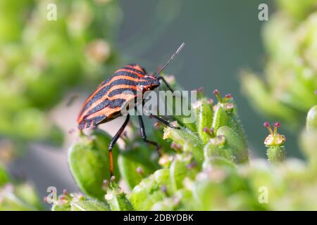 Käfer graphosoma lineatum - gestreifte Käfer im Wald auf grüner Pflanze. Europa, Tschechische Republik Tierwelt Stockfoto