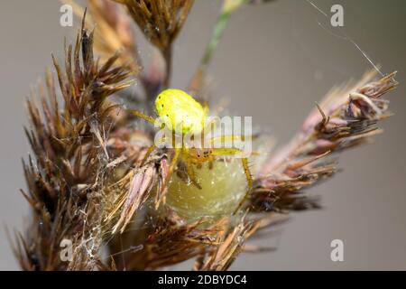 Gurke grüne Spinne auf Gras im Sommerwald. Araniella cucurbitina mit Spinnennetz, wartet auf seine Beute. Europa, Tschechische Republik Tierwelt Stockfoto