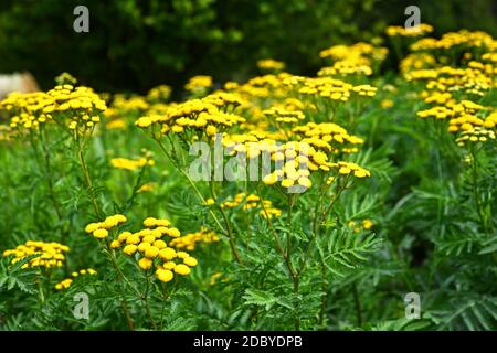 Gelbtangy in freier Wildbahn Stockfoto