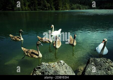 Im Sommer mute Schwanenfamilie auf einem See Stockfoto