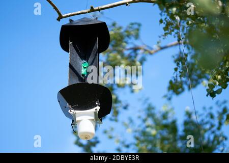 Pheromonfalle zum Nachweis des asiatischen Langhornkäfer (Anoplophora glabripennis) Im Quarantänegebiet in Magdeburg in Deutschland Stockfoto