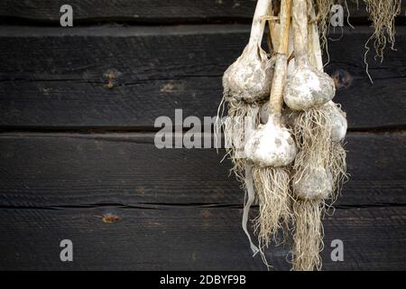 Banch von frisch geerntetem Bio-Knoblauch origanum an der dunklen Holz rustikalen Wand gehängt. Leben im Dorf, Sommerernte, mit Kopieplatz Stockfoto