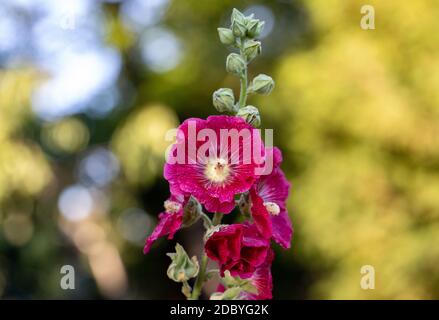 Malveblüten, eine krautige Pflanze mit haarigen Stielen, rosa oder roten Blüten und scheibenförmigen Früchten. Stockfoto