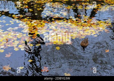 Herbst im Jardin du Luxembourg in Paris. Frankreich Stockfoto