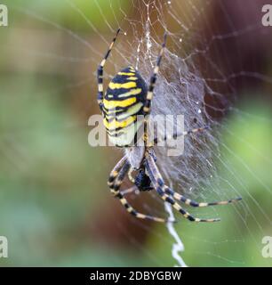 Argiope bruennichi (Wespenspinne) auf dem Netz, Arten von Orb-Netz Spinne in Mitteleuropa verbreitet, Tschechische Republik Tierwelt Stockfoto