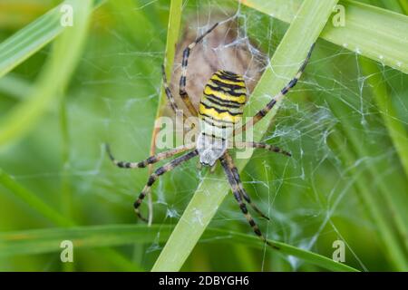 Argiope bruennichi (Wespenspinne) auf dem Netz, Arten von Orb-Netz Spinne in Mitteleuropa verbreitet, Tschechische Republik Tierwelt Stockfoto