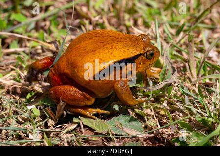 Ein großer oranger Frosch sitzt im Gras Stockfoto