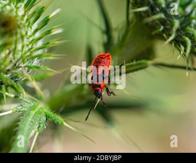 Feuerbug auf einer gemeinen Distel Stockfoto