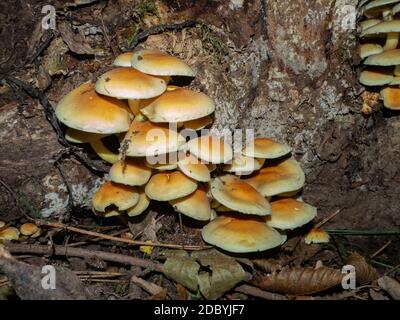 Gruppe von Armillarien auf einem alten Holzstumpf Stockfoto