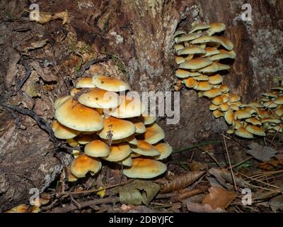 Gruppe von Armillarien auf einem alten Holzstumpf Stockfoto