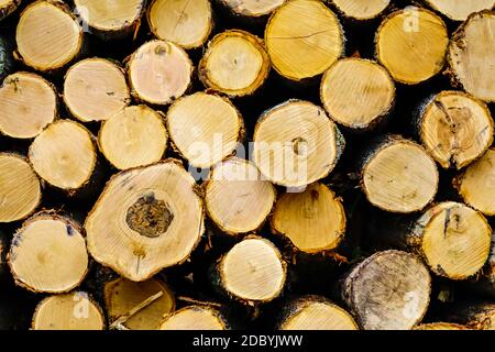 Die runden, geschnittenen Enden der Balken stapelten sich im Stapel, bereit für die Verwendung als Brennholz oder Holz Stockfoto