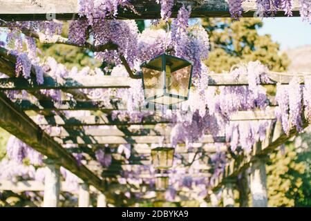 Wisteria, die sich entlang der Holzbalken des Bogens mit hängenden Straßenlampen schlängelt. Stockfoto