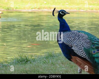 Schöner Pfau von fantastisch hellen Farben von langen Federn Stockfoto