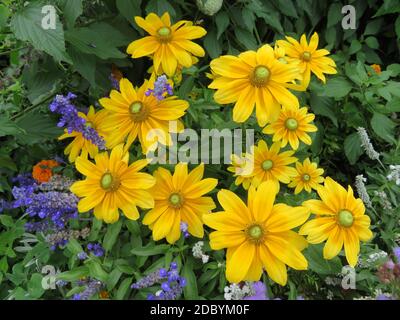 Schöne natürlich gefärbte Blumen verschiedene frische leuchtende Aromaten Stockfoto