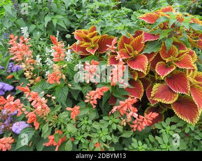 Schöne natürlich gefärbte Blumen verschiedene frische leuchtende Aromaten Stockfoto