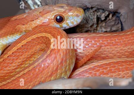 Makro horizontales Porträt von gewickelten Haustier orange Mais Schlange. Schuppen glänzen und Schwanz stocht durch. Junge junge junge junge Schlange. Stockfoto