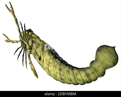 Pterygotus war eine räuberische Meer Skorpion, der auf der ganzen Welt aus dem Silur, Devon Epochen gelebt. Stockfoto