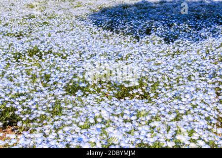 Hintergrund Blume lila und weiß Nemophila Frühlingsblume in hitachi Seaside Park Stockfoto