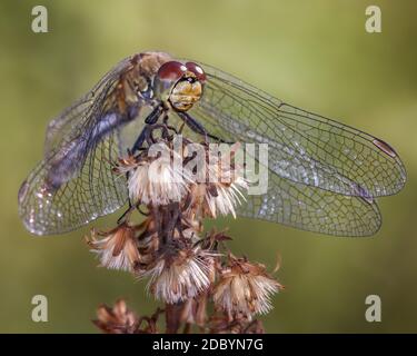 Die Fliege sitzt auf einem Ast, auf einem dunklen Hintergrund, Nahaufnahme Stockfoto