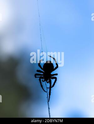 Schwarze Silhouette einer Spinne auf einem Netz gegen den blauen Himmel, Nahaufnahme Stockfoto