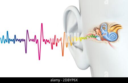 Menschliches Ohr mit Mittelohr, Otitis, Gehörgang, Trommelfell, Gehörgang und Cochlea-Nerv Stockfoto