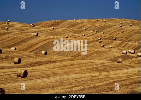 Die Ernte hinterlässt spektakuläre Stoppelmuster in den Weizenfeldern der Crete Senesi, südöstlich der antiken Stadt Siena in der Toskana, Italien. Die hügelige Landschaft wurde durch die unerbittliche Wassererosion zu weichen Lehm- und Sandablagerungen verursacht, die vor 4.5 bis 2.5 Millionen Jahren von einem Meer der Pliozän-Epoche zurückgelassen wurden. Der Ton, auch Mattaione genannt, wird manchmal von der Natur zu grau-weißen Hügeln, Hügeln und Klippen geformt, die oft von Oberboden und Vegetation beraubt sind. Stockfoto