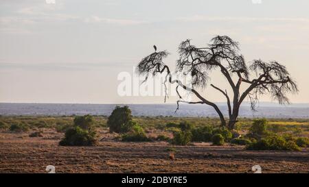 Afrikanische Savanne, flaches Land mit Silhouette eines trockenen Baum, Reiher Vogel sitzt auf dem oberen Zweig. Amboseli National Park, Kenia Stockfoto