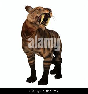 Die Säbelzahnkatze, auch Smilodon genannt, war ein großes Raubtier, das im Eozän bis Pleistozän in Nord- und Südamerika lebte. Stockfoto