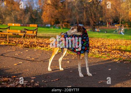 Northampton, Großbritannien, 18. November 2020. Farbenfrohe Morgendämmerung im Abington Park an diesem Morgen bringt die Farben in den Bäumen hervor, während dieser Hundewanderer für einen Plausch hält. Kredit: Keith J Smith./Alamy Live Nachrichten Stockfoto