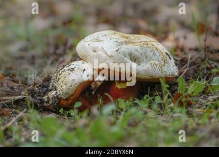 Satans Bolete oder Teufelsbolete (Rubroboletus satanas), giftiger Pilz im Wald, Andalusien, Spanien. Stockfoto
