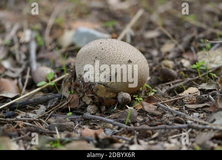 Puffball (Lycoperdon perlatum) auf Waldboden, Andalusien, Spanien. Stockfoto