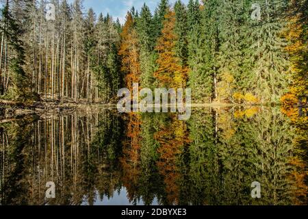 Boubin See. Spiegelung der Herbstbäume des Boubin Urwaldes, Sumava-Gebirge, Tschechische Republik.Wasserreservoir auf der Höhe von 925 m. Cz Stockfoto