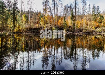 Boubin See. Spiegelung der Herbstbäume des Boubin Urwaldes, Sumava-Gebirge, Tschechische Republik.Wasserreservoir auf der Höhe von 925 m. Cz Stockfoto