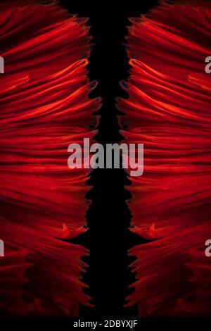 Abstraktes Hintergrundbild abgeleitet von gestreift Oberflächen Streifen flattern aus Das Schwimmen der Roten Betta Kampf Fisch auf schwarz Hintergrund Stockfoto