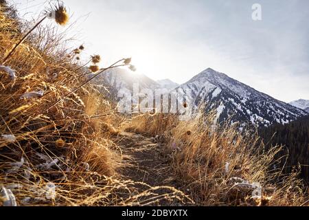 Schöne Landschaft des Berggipfens und alpine Wiesenblumen im Vordergrund bei Sonnenaufgang. Outdoor-Aktivitäten und Wanderkonzept Stockfoto