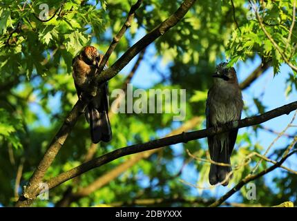 Eurasischer jay Garrulus glandarius im Sommer unter blauem Himmel Stockfoto