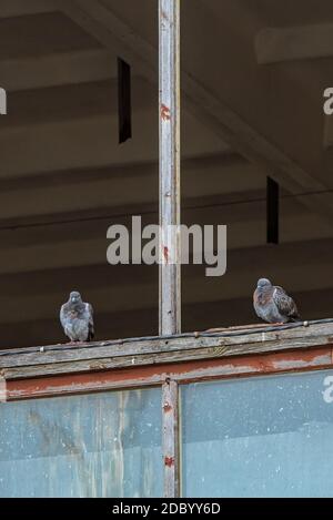 Zwei Tauben sitzen auf einem Fensterrahmen ohne Glas, wodurch die Taube das verlassene Gebäude betreten und verlassen kann Stockfoto