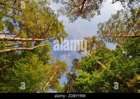 Waldsee 'Kesselsee', EggstÃ¤tt, Chiemgau, Oberbayern, Deutschland Stockfoto