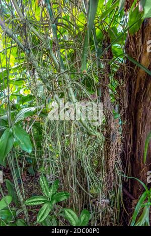 Üppige grüne Dschungel Vegetation Landschaft Stockfoto