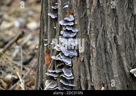 Alter Stumpf mit Pilzen, der im Wald toadstools wächst Stockfoto