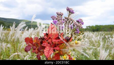 Bouquet von Herbst lila Wildblumen und Zweige mit roten Blättern Vor dem Hintergrund des Feldes von Miscanthus sinensis (Chinesisches Silbergras) Stockfoto