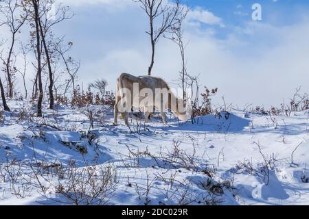 Kühe am Berg mit Schnee im Sanabria, in der Nähe der See, Castilla y Leon, Spanien Stockfoto
