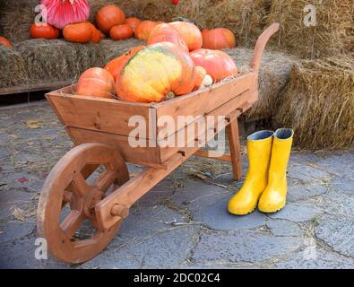 Hölzerne Schubkarre mit Ernte von Kürbis auf dem Hintergrund von gemähtem Gras. Gelbe Gummistiefel sind in der Nähe. Dekoration für einen Garten, Hinterhof Stockfoto