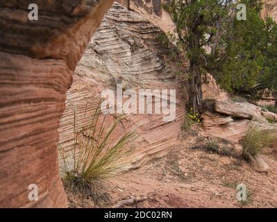 Pflanzen vor einer Felswand mit groben Rillen Und Streifen Stockfoto