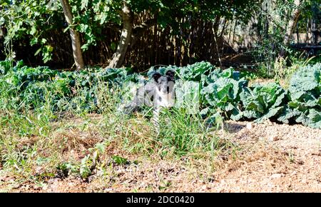 Border Collie Welpen zwischen den Pflanzen im Obstgarten Stockfoto