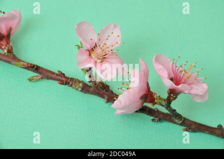 Peach Blossom, Studioaufnahme Stockfoto