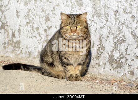 Streunende tabby Mongrel Katze mit gelben Augen, sitzen und in die Kamera schauen Stockfoto