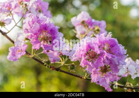 Schöne Königin krabben Myrte Blumen im Park Stockfoto