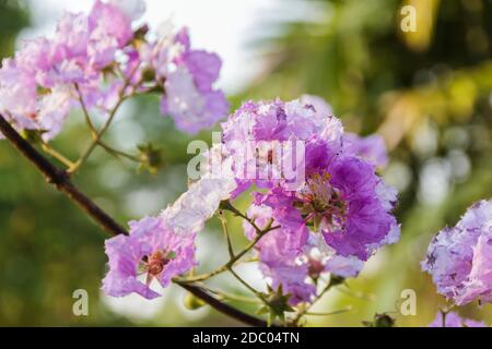Schöne Königin krabben Myrte Blumen im Park Stockfoto